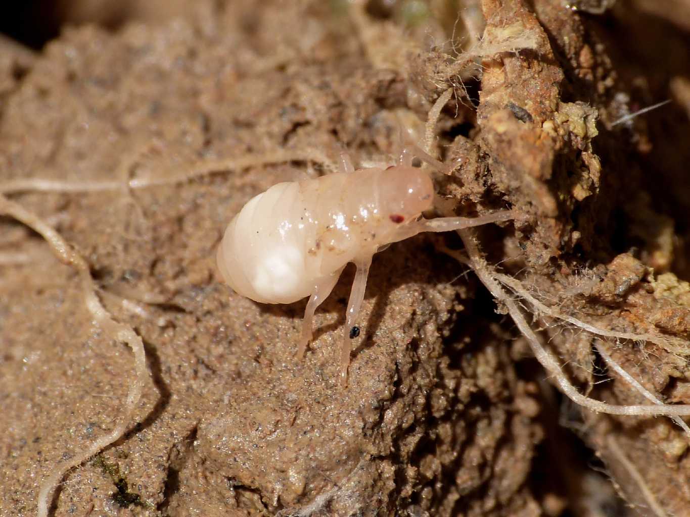 Nella schiuma: giovani ninfe di Cercopis sp. - S. Severa (RM